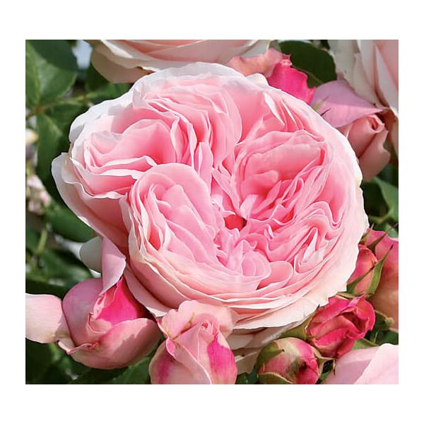 Grimpant L'ALHAMBRA ® Tan97289